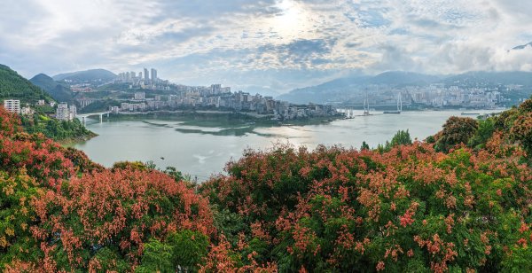长盈策略 巴东：栾树绘秋色，江城韵味浓